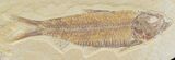 Knightia Fossil Fish - Wyoming #32853-1